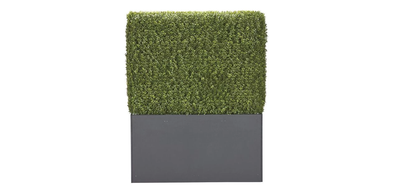 Indoor-Outdoor Boxwood Hedge